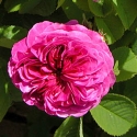 Picture of Duc de Cambridge-Rose