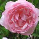 Picture of Duchesse de Brabant-Rose