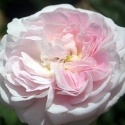 Picture of Duchesse de Montebello-Rose