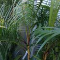 Picture of Dypsis Baronii