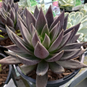 Picture of Echeveria Black Knight