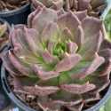 Picture of Echeveria Black Prince