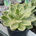 Picture of Echeveria Green Water Lily