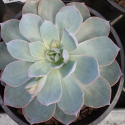 Picture of Echeveria Morning Beauty