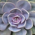 Picture of Echeveria Perle Von Nurnberg