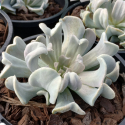 Picture of Echeveria Topsy Turvy