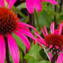 Picture of Echinacea Moodz Awake