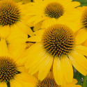 Picture of Echinacea Moodz Cheerful