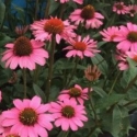 Picture of Echinacea Moodz Cosy