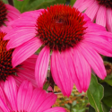 Picture of Echinacea Moodz Courage