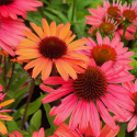 Picture of Echinacea Moodz Devotion