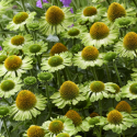 Picture of Echinacea Moodz Jealousy