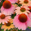 Picture of Echinacea Moodz Motivation