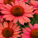 Picture of Echinacea Moodz Satisfy