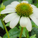 Picture of Echinacea Pow Wow White