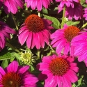 Picture of Echinacea Pow Wow Wild Berry