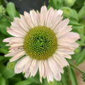 Picture of Echinacea Sunseekers Blush