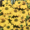 Picture of Echinacea Sunseekers Citrus
