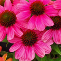 Picture of Echinacea Evolution Series