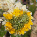 Picture of Edgeworthia Grandiflora