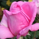 Picture of Eiffel Tower-Rose