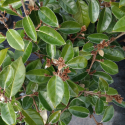 Picture of Elaeagnus Ebbingei