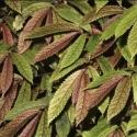 Elatostema rugosum Picture of Elatostema rugosum