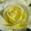 Picture of Elina Std 80cm-Rose