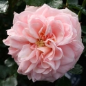Picture of Enchantment Std 45cm-Rose