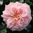 Picture of Enchantment Std 80cm-Rose