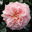 Picture of Enchantment-Rose