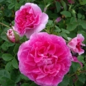 Picture of Englands Rose-Rose