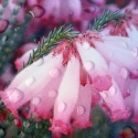 Picture of Erica Cerinthoides Pink 