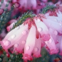 Picture of Erica Cerinthoides Pink