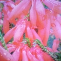 Picture of Erica Cerinthoides Red