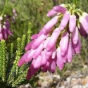 Picture of Erica Deep pink
