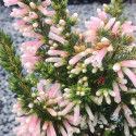 Picture of Erica Perspicua Pink Tubes