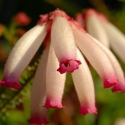 Picture of Erica Pink and White