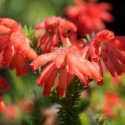 Picture of Erica Red