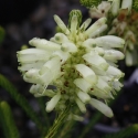 Picture of Erica Sessiflora Ice Green