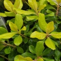 Picture of Escallonia Gold Brian