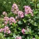 Picture of Escallonia Pink Elle