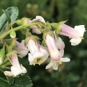 Picture of Escallonia White Profusion