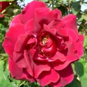 Picture of Etoile de Hollande-Rose