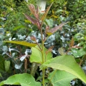 Picture of Eucalyptus Citriodora