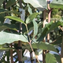 Picture of Eucalyptus Ficifolia