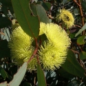 Picture of Eucalyptus Preissiana