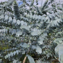 Picture of Eucalyptus Pulverulenta