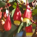 Picture of Eucalyptus Forrestiana