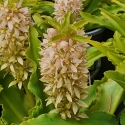 Picture of Eucomis Tiny piny Opal
